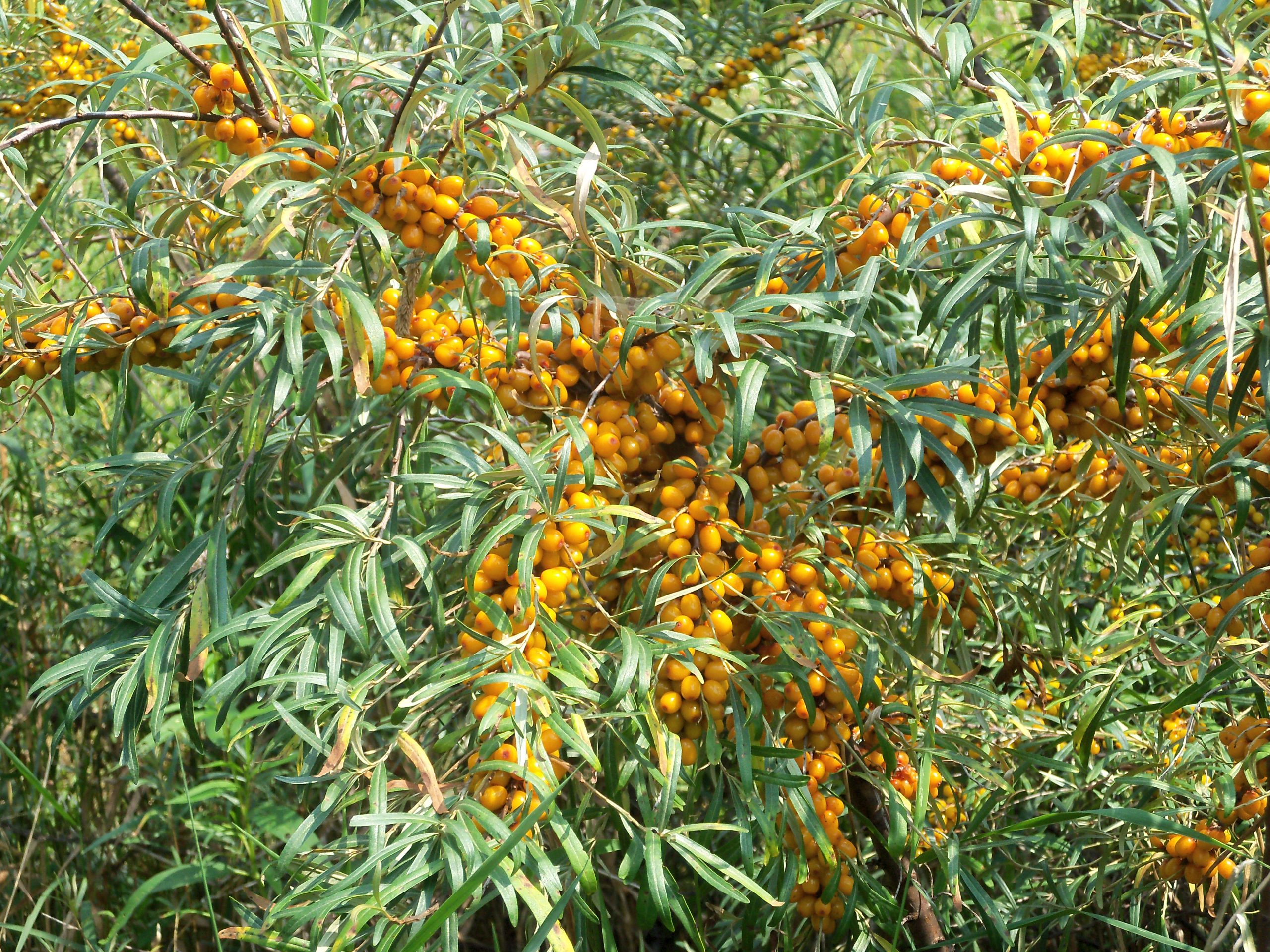Sea Buckthorn: It Started With a Prayer